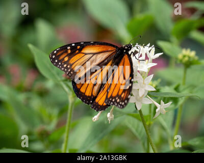 Monarch Butterfly auf eine weiße Blume Stockfoto