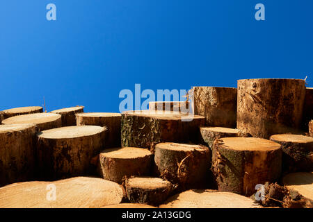 Holzstapel aus frisch geernteten Fichtenstämmen. Baumstämme im Wald geschnitten und gestapelt. Holzstämme. Stockfoto