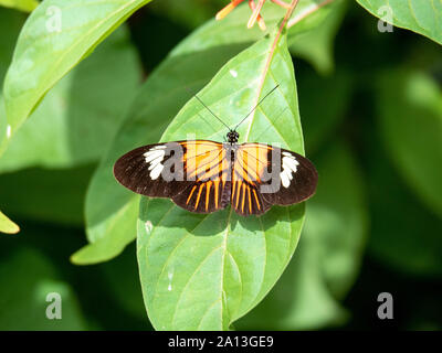 Postman Schmetterling auf Blatt Stockfoto