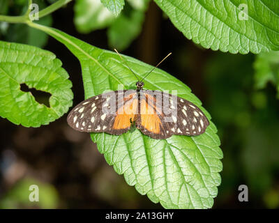 Golden Helicon Schmetterling auf einem grünen Blatt Stockfoto