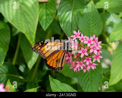 Monarch Butterfly auf eine rosa Blume Stockfoto