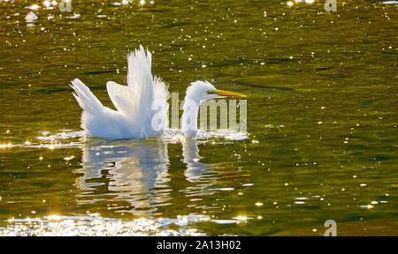 Silberreiher aus Wasser nach Fischen in Fluss zu fangen, Toronto, Ontario, Kanada Stockfoto