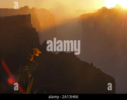 Gelbe Blume glühen in der untergehenden Sonne in den steigenden Nebeln produziert durch die spektakulären Wasserfälle in Victoria Falls, Livingstone, Sambia, Afrika Stockfoto