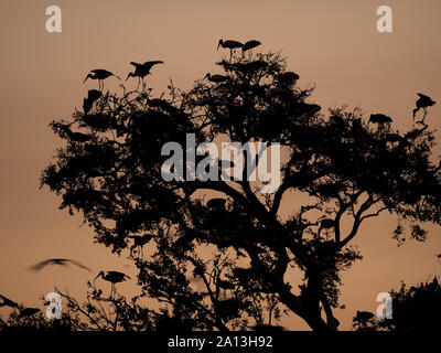 Viele Yellow-billed Störche (mycteria Ibis) in Bäume an der Storchenkolonie Silhouette in der Dämmerung im South Luangwa National Park, Sambia, Afrika Stockfoto