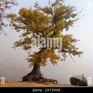 Alte Eiche in den Nationalpark Kellerwald mit Boot vor Nebel, Herbst, Deutschland Stockfoto