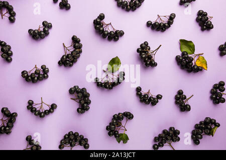 Reif Aronia Beeren auf rosa Hintergrund, Ansicht von oben. Aronia, allgemein bekannt als der schwarze Apfelbeere Stockfoto