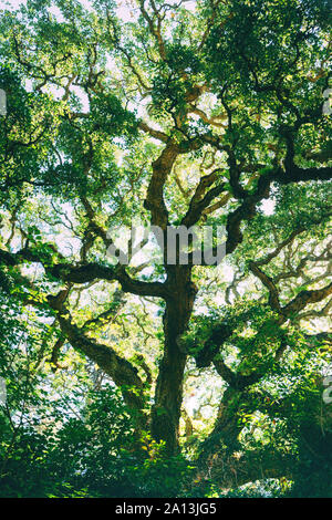 Eiche Krone gegen den Himmel. Sonnenlicht, das durch die Krone. Ansicht von unten auf der großen mächtigen Baum. Stockfoto