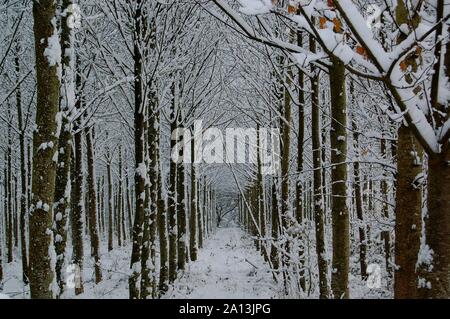 Dordolo Schnee 011210 Stockfoto