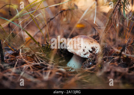 Pilze sammeln. Mit Porcini-pilzen wächst in den Wald. Herbst Natur. Pilze sammeln Stockfoto