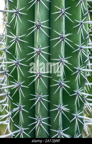 Organ Pipe Cactus (Pachycereus weberi), Kakteen Mundo Kaktusgarten, San Jose Del Cabo, Baja California Sur, Mexiko Stockfoto
