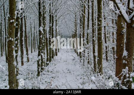 Dordolo Schnee 011210 Stockfoto