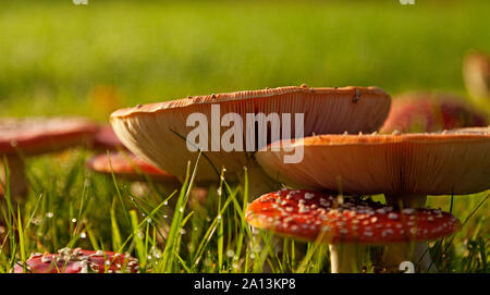 Fliegen mehrere giftige Pilze im Rasen an Boleang Stockfoto