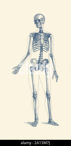 Vintage Anatomie Drucken eines menschlichen Skeletts vorne weist, innerer Arm Knochen zur Schau stellen. Stockfoto