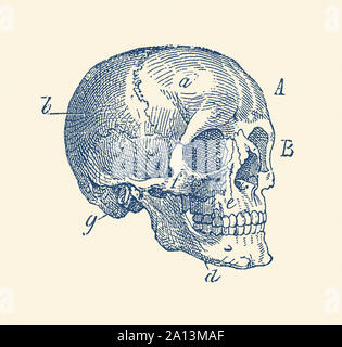 Vintage Anatomie Drucken der Seitenansicht eines Schädels aus einem menschlichen Skelett. Stockfoto