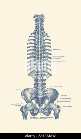 Drucken Vintage Anatomie des menschlichen Brustkorb und Becken. Stockfoto