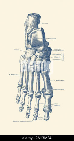 Drucken Vintage Anatomie des menschlichen Rechten Fuß mit jedem Knochen gekennzeichnet. Stockfoto