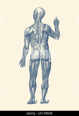 Vintage Anatomie Drucken zeigt eine Rückansicht der menschlichen Muskulatur. Stockfoto