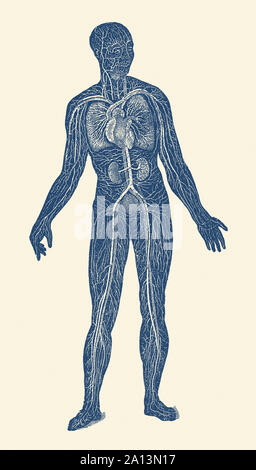 Vintage Anatomie Drucken der Lymph- und Blutkreislauf Systeme im menschlichen Körper. Stockfoto