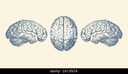 Vintage Anatomie Drucken zeigt drei Ansichten des menschlichen Gehirns. Stockfoto