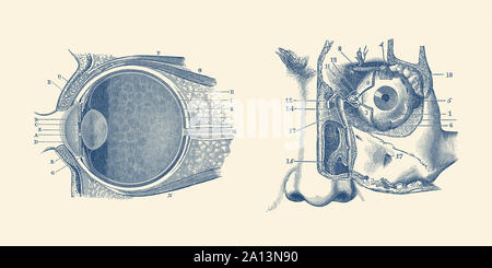 Vintage Anatomie Drucken zeigt ein Diagramm des menschlichen Auges Anatomie. Stockfoto