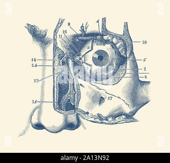 Vintage Anatomie Drucken zeigt ein Diagramm des menschlichen Auges und Kanal. Stockfoto