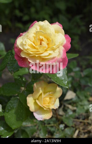 Eine Anlage mit Farbwechsel Rosen. Multicolor Rosen mit erstaunliche Kombination og rot, gelb, orange und rosa sieht aus wie helles Licht in es. Natürliche Stockfoto