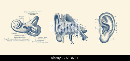 Vintage Anatomie Drucken zeigt drei Ansichten des menschlichen Ohres. Stockfoto