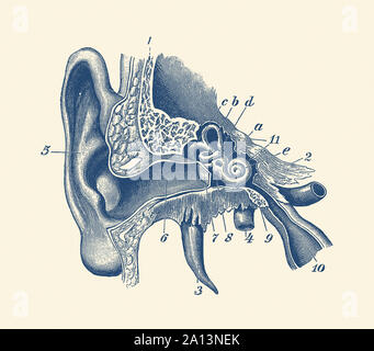 Vintage Anatomie Drucken zeigt ein Diagramm des Innenohrs. Stockfoto