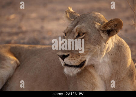 Löwin scannt die Landschaft in der Morgensonne, Ruaha Nationalpark, Tansania Stockfoto