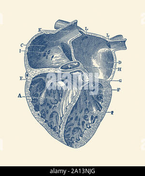 Vintage Anatomie Drucken zeigt eine Darstellung der inneren Herzen eines Menschen. Stockfoto