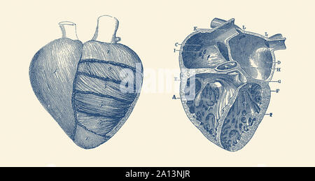 Vintage Anatomie Drucken zeigt eine Darstellung des menschlichen Herzens. Stockfoto