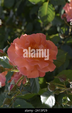 Bush Rosa Rose auf eine verschwommene dunkle grüne grüne Hintergrund im Garten Stockfoto