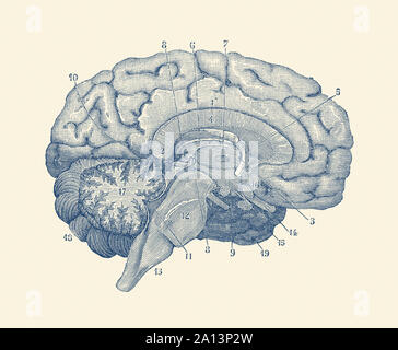 Vintage Anatomie Drucken zeigt ein Diagramm des menschlichen Gehirns. Stockfoto