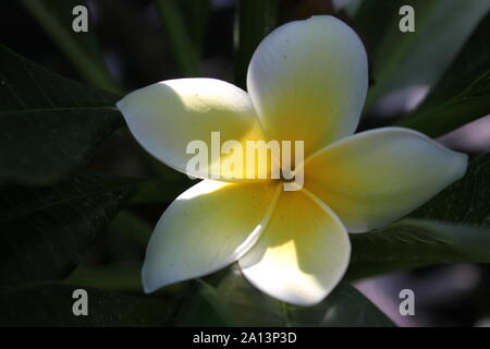 White frangipani plumeria Blüte Stockfoto