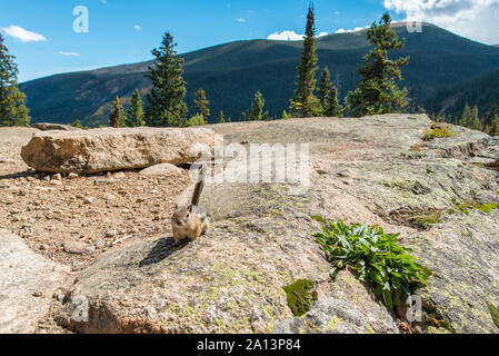 Chipmunk posiert im Rocky Mountain National Park, 02. Stockfoto