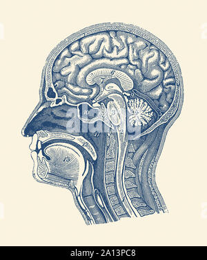 Diagramm zur Schau stellen die Arterien des Gehirns, des Rückenmarks und der Anatomie des Gesichts. Stockfoto