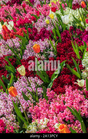 Tulpe von bunten Blumen umgeben Stockfoto