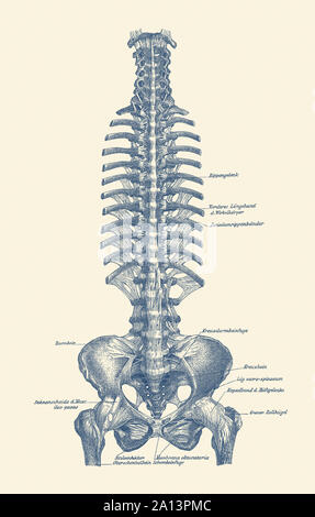 Vintage Diagramm der Wirbelsäule und des Beckens innerhalb eines menschlichen Körpers in deutscher Sprache beschriftet. Stockfoto