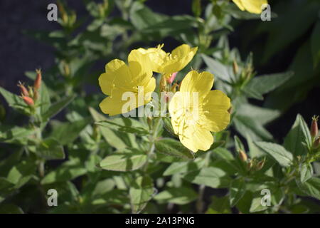 Enotera Strauchigen (Oenothera) - ein beständiger gelbe Blume im Garten, Nahaufnahme Stockfoto