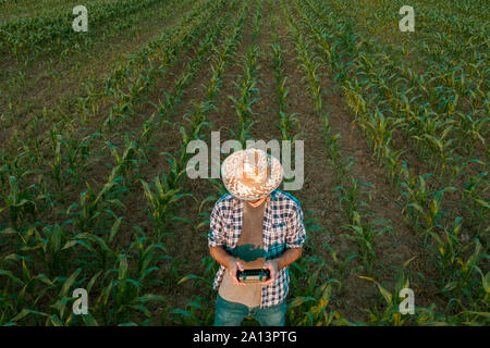 Bauer flying drone in kultivierten sorghum Feld über die Ernten in seinem verschwitzten Shirt suchen Stockfoto