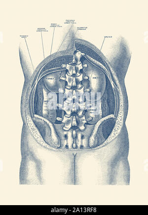 Vintage Anatomie Drucken zeigt ein Blick auf die Nieren und Darm innerhalb des menschlichen Körpers. Stockfoto
