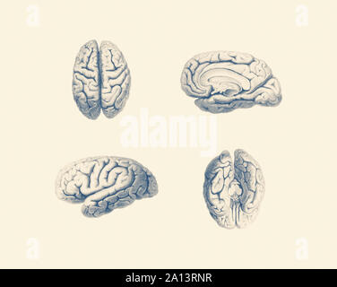 Vintage Anatomie drucken zeigen mehrere Aussichtspunkte auf das menschliche Gehirn. Stockfoto