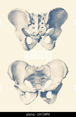 Vintage Anatomie drucken mit einem Dual View des menschlichen Beckens. Stockfoto