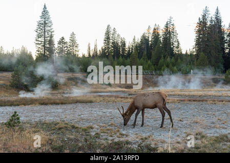 Rehe grasen auf einem vulkanischen Gebiet im Yellowstone NP Stockfoto