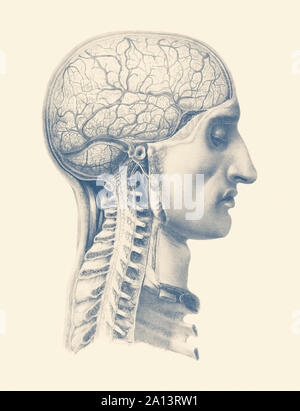 Vintage Anatomie drucken mit einem Blick auf das menschliche Gehirn und Wirbelsäule. Stockfoto