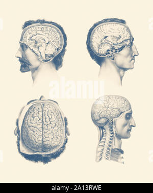 Mehrere Ansichten eines Malea € ™ s Gehirn, das venöse System, Thalamus, Kleinhirn und Rückenmark. Stockfoto