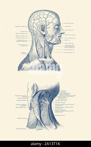 Dual View der menschlichen Kopf und Hals, die Muskeln und Adern. Stockfoto