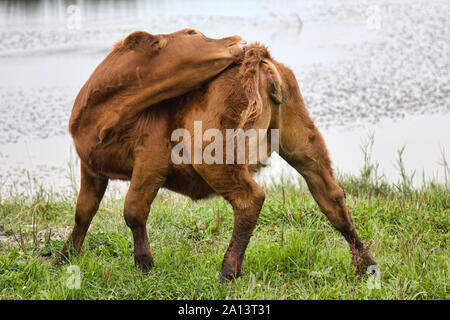 Junge Stier jagt Bremsen und Bremsen verbogen Stockfoto