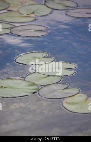 Wunderschöne Seerosen schwimmen in einem Teich. Stockfoto