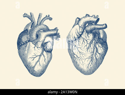 Vintage Anatomie Drucken verfügt über einen Dual View des menschlichen Herzens. Stockfoto